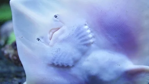 Stingray Face Stock Footage 83861074