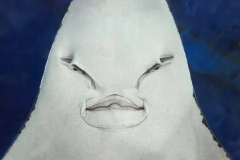 Stingray face Stock Photos