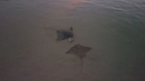 Stingray feed in the shallows at dusk Stock-Footage 125114830