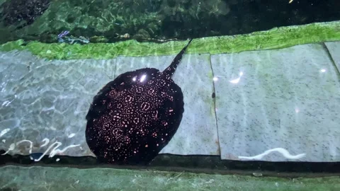 A stingray fish with color and pattern swim in the small pond Stock Footage 323217318