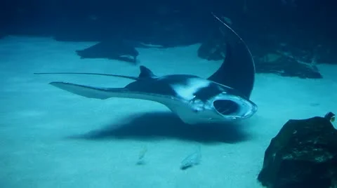 Stingray Fish Stock Footage 11041814