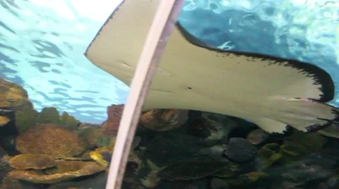 Stingray fish Stock Footage 40838451