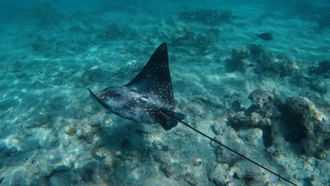 A stingray fish Stock Footage 102571631