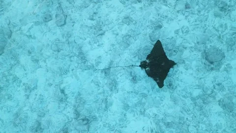 Stingray fish or Manta ray swims in transparent blue ocean in tropics. Aerial Vídeos de archivo 266772309