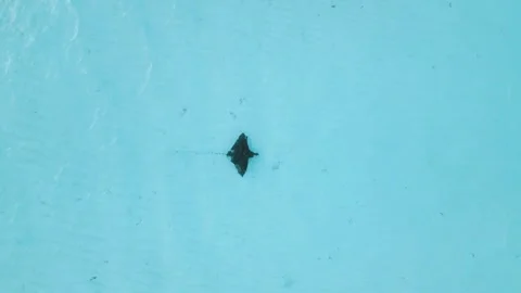 Stingray fish or Manta ray swims in transparent blue ocean in tropics. Aerial Vídeos de archivo 266772342