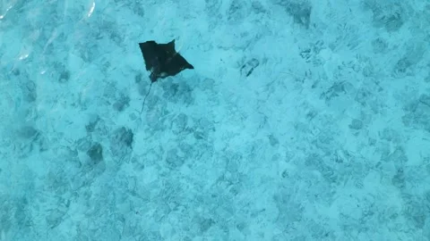 Stingray fish or Manta ray swims in transparent blue ocean in tropics. Aerial Vídeos de archivo 274012481