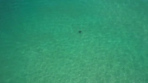 Stingray Fish Or Manta Ray Swims In Turquoise Ocean - Drone Shot Vídeos de archivo 293458125