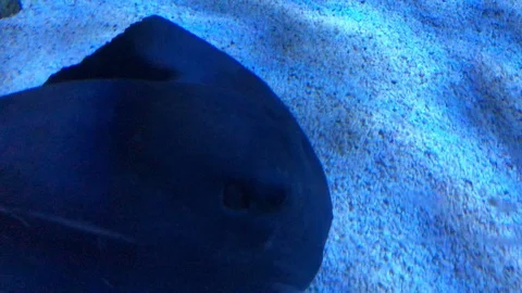 Stingray Fish Swimming Video stock 121725515