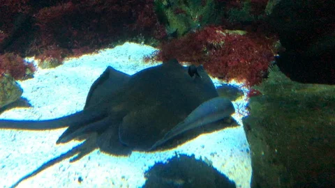 Stingray Fish Swimming Stock Footage 121725654