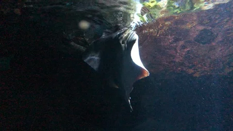 Stingray Fish Swimming Stock Footage 121727986