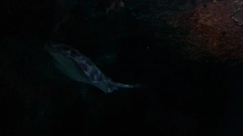 Stingray Fish Swimming Stock Footage 121728002