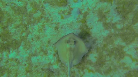 A stingray in flight Video stock 42744970