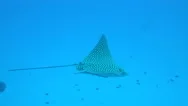 Stingray Floats In A Blue Sea Near A Ship Wreck 4K Stock Footage