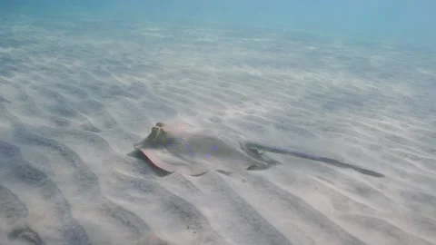 Stingray floats on sandy seabed in shallow water in sun glare, slow motion Stock Footage 252016849