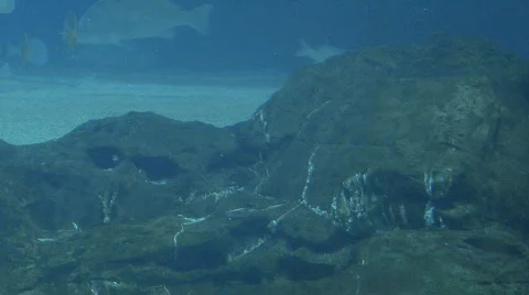 Stingray Stock Footage 305719