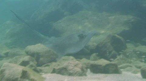 Stingray Stock-Footage 492817