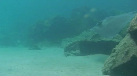 Stingray Stock Footage 493061