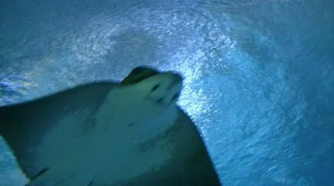 Stingray Stock Footage 12413805