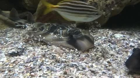 Stingray Stock Footage 13807651