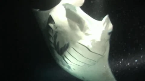 Stingray Stock-Footage 19092283