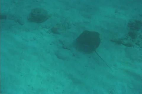 Stingray Stock Footage 20720948