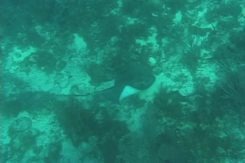 Stingray Stock Footage 20722181