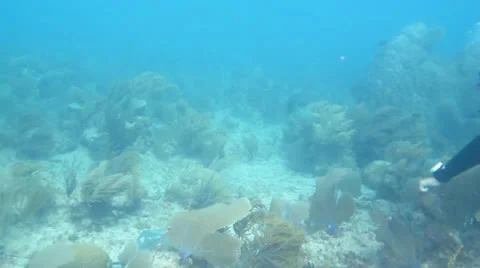 Stingray Stock Footage 24633630