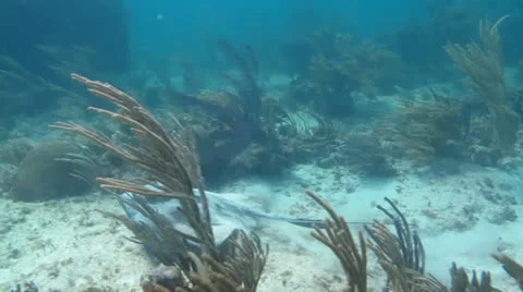 Stingray Stock Footage 24637159