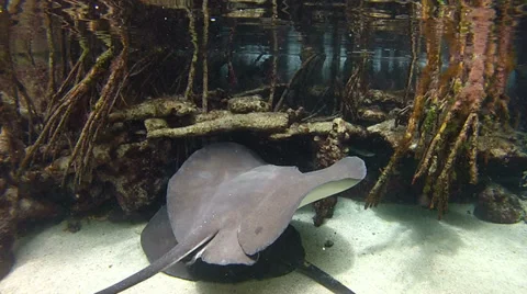 Stingray Vídeo Stock 34305097