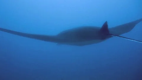 Stingray Stock Footage 74494819