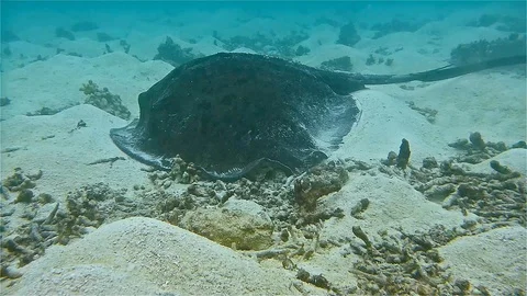 Stingray Stock Footage 90668996