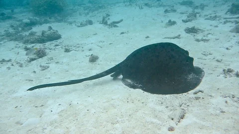 Stingray Stock Footage 92940308