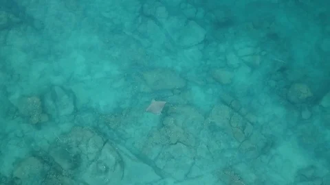 Stingray Stock Footage 96355137