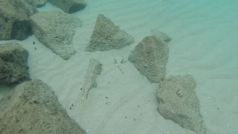 Stingray Stock Footage 135545183