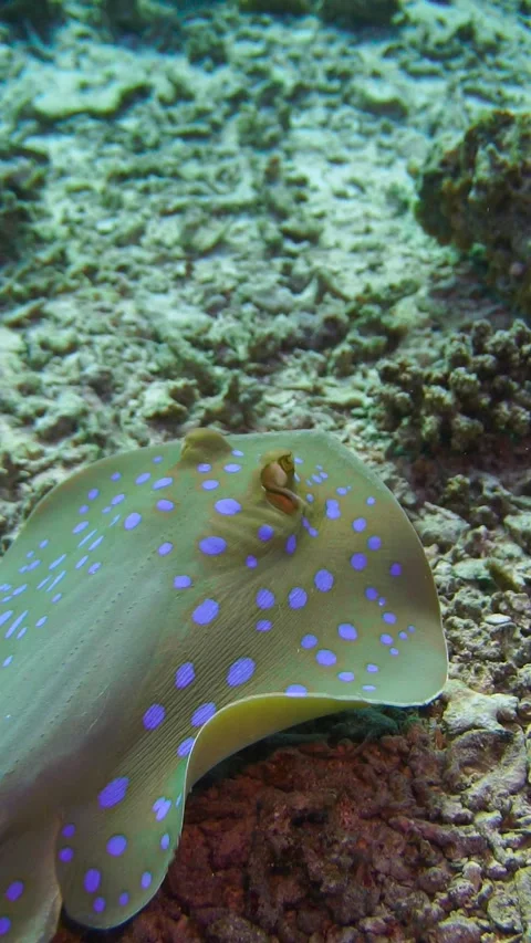 Stingray Stock Footage 225437559