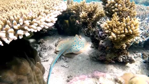 A Stingray Stock Footage 242573051