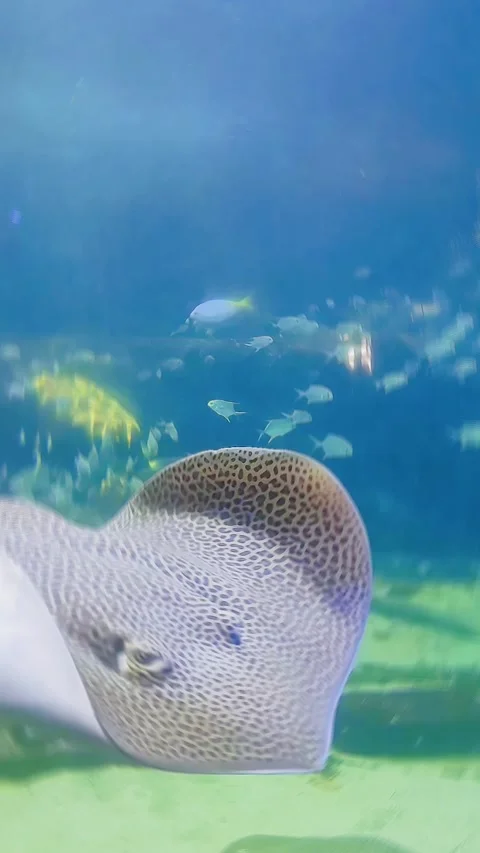 Stingray Stock Footage 278146412