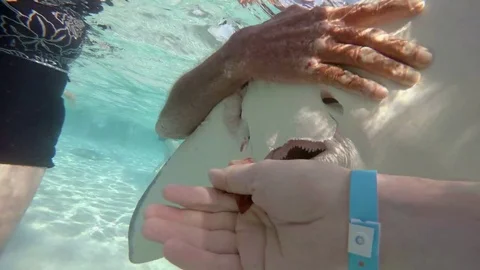 Stingray gets fed Stock-Footage 75798935