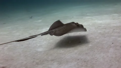 Stingray glides across sandy bottom of Caribbean Sea. Stock Footage 234117313