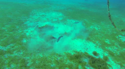 A stingray glides on the bottom of the ocean floor Video stock 42743506