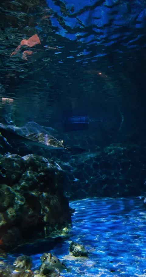 Stingray Gliding Deep Blue Ocean Aquarium Water Vidéo 329575150