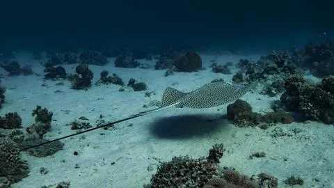 Stingray Gliding Over Sandy Seabed Stock Photos