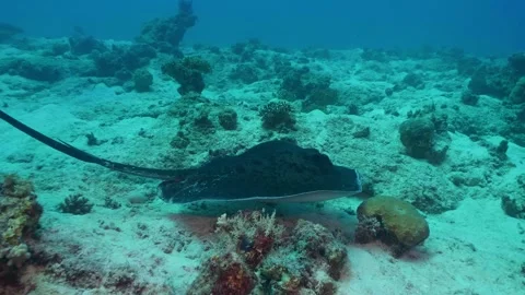 Stingray Gliding Over Sandy Seafloor in Clear Ocean Water Video stock 316575412