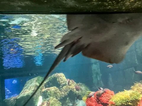 Stingray Gliding Smoothly Through a Large Aquarium Exhibit 库存照片