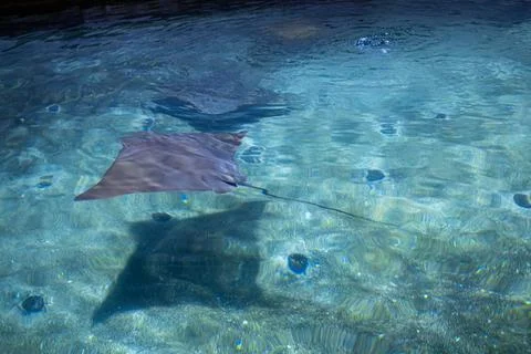 Stingray gliding through clear blue water in an aquarium Stock Photos