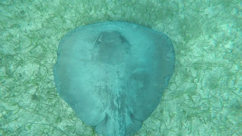 Stingray Gliding Through Water Stock Footage 88187605