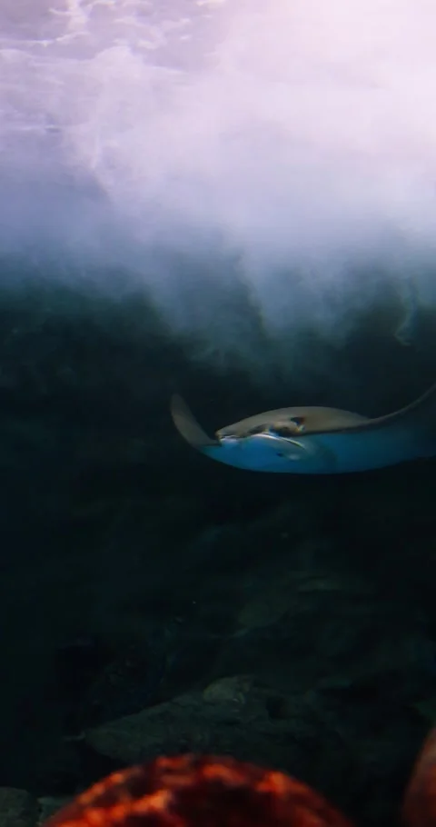 Stingray Gliding Underwater with Sun Rays Видео 326720699