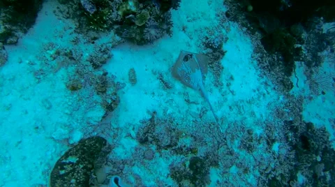 Stingray Goes Camouflage Stock Footage 55795589