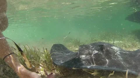 Stingray Hand Feeding Stock Footage 11114760