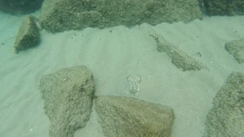 Stingray hidden Stock Footage 135545214